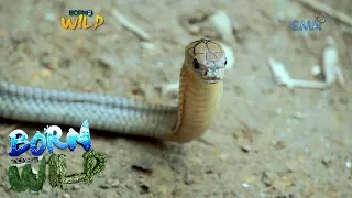 Born to be Wild: Examining the condition of a king cobra in Valencia City, Bukidnon