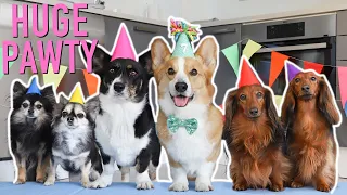 7th BIRTHDAY PAWTY! - Topi the Corgi