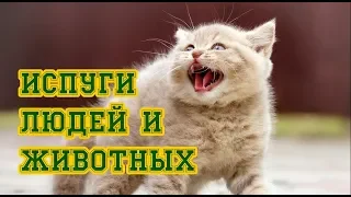 Смешные испуги людей и животных №12