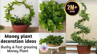 Money Plant Decoration Ideas || मनी प्लांट को घना कैसे बनाएं || Bushy & Fast  Growing Money Plant