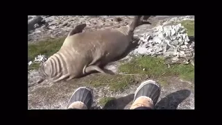 Fat seal rolls down hill