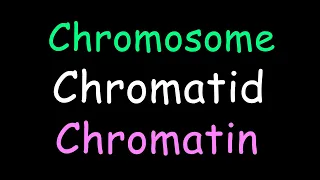 EASY way to know which is which (chromosome, chromatid, chromatin)