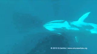 Scientist Captures Rare Video of Omura's Whales