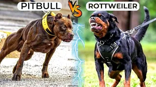 Rottweiler VS Pitbull Real Comparison in Hindi | Pitbull VS Rottweiler Real Fight | Pitbull Attack