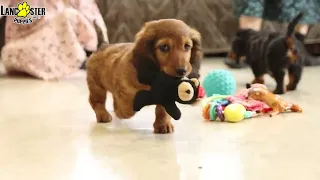 Active Mini Dachshund Puppies