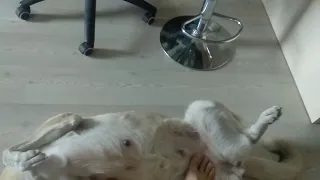 Собака балдеет от массажа.