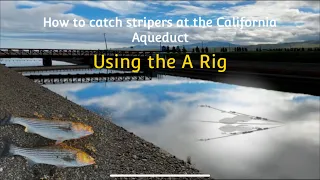 How to Catch Stripers | California Aqueduct |with the A Rig