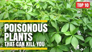 Top 10 Poisonous Plants That Can Kill You