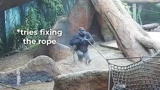 Silverback Gorilla Breaks Rope During Live Talk