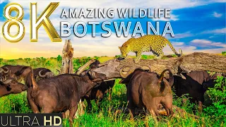 Amazing Wildlife of Botswana 2 in 8K TV HDR 60FPS ULTRA HD | 8K BEAUTIFUL NATURE | RELAXATION MUSIC