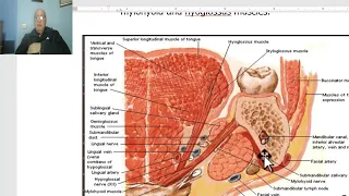 Anatomy of head and neck module in Arabic 56 (Submandibular salivary gland , part 1 ) ,  Dr. Wahdan