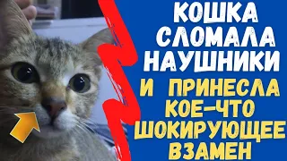 Кошка Сломала Наушники Хозяина, а после Принесла кое что Шокирующее Взамен