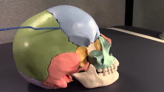 Human Cranial Anatomy: Intro & Part I