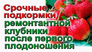 Обязательные подкормки ремонтантной  клубники во время плодоношения.