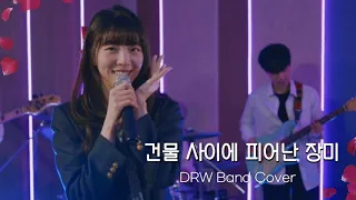 건물 사이에 피어난 장미(Rose Blossom) l DRW Band Cover