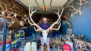 400” + GIANT DEADHEAD BULL ELK 😳