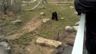Gorilla vs Canadian Goose