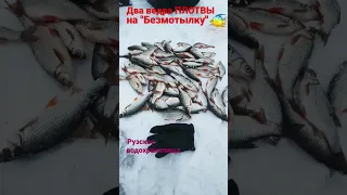 Два ведра ЖЫРНОЙ ПЛОТВЫ🔥на "Безмотылку" #fish #рыбалка #fishing #руза #водохранилище #волга #плотва