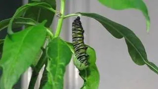 Monarch Caterpillar Transforms to Chrysalis (Time Lapse 2)