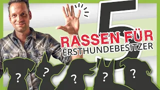 Die 5 BESTEN Hunderassen für Ersthundehalter