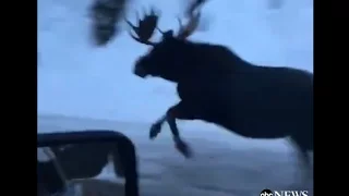 Moose Runs Alongside Car on Montana Highway