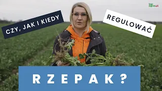 Nie robiłeś regulacji rzepaku? Radzimy czy, kiedy i jak wykonać ten zabieg! Pogotowie polowe TAP