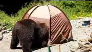 Day 26: Bear attacked our tent while we were in it (story time)