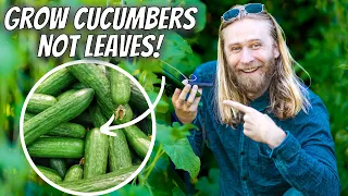 Growing CUCUMBERS Intensively At Home for Maximum Yield and Plant Health | Step-by-Step Guide