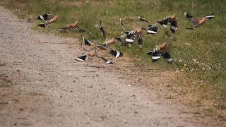 Wiedehopf in der Pfalz auf Brautschau | Hoopoe in Palatinate looking for a bride | +engl. subtitle