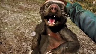 Far Cry 4 - RARE Hunting #3 - Gulo Honey Badger - PS4