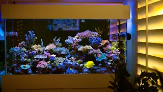 120g Acropora Coral Reef Tank | Rusted Magnet | Vermetid Snails | Flow Issues | Low Nutrients | SPS