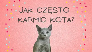 JAK CZĘSTO KARMIĆ KOTA?