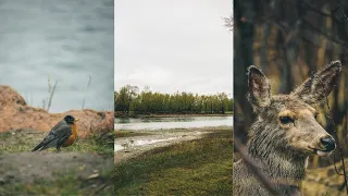 Calgary POV Photography / Sony A6000 / Sony 70-350mm / Sigma 30mm