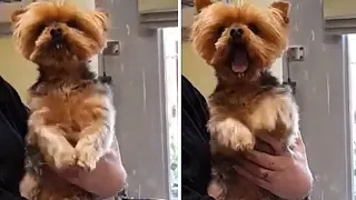Cute Yorkie can't hold back joy after mom comes home #shorts