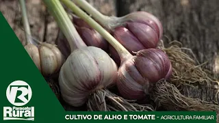 CULTIVO DE ALHO E TOMATE - AGRICULTURA FAMILIAR