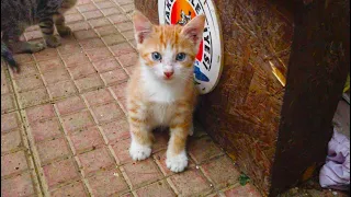 Cute kittens don't want anyone to share their sausage food