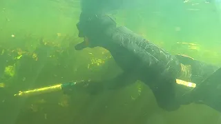 Подводная охота река Псел