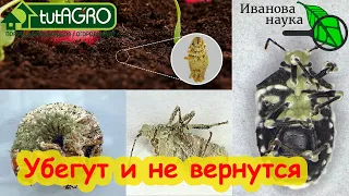 ТЛИ, КЛОПЫ, КЛЕЩИ и ГУСЕНИЦЫ боятся этого средства как кипятка! Природное очищение сада и огорода.