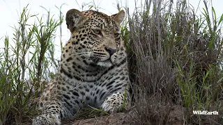 SafariLIVE Sunset Safari - 24 April 2024