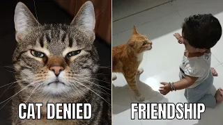 How To Introduce Yourself to cat |Funny Moments#catmasti#