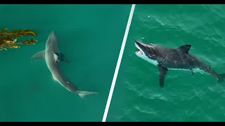 Best Great White Shark Footage 22'-AMBIENT/Non-Narrated Version