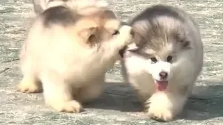 Cute Alaskan Malamute Puppies Running