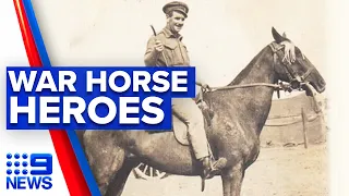 Calls to recognise war horses in WW1 | 9 News Australia