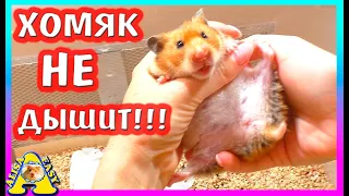 И ОПЯТЬ ХОМЯЧИХА СТРЕЛКА... / ЧТО С ХОМКИ? / Alisa Easy Pets