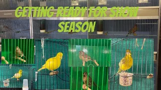 Preparing the birds for show season