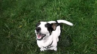 Zara the jack russell terrier VS rubber squeaky chicken