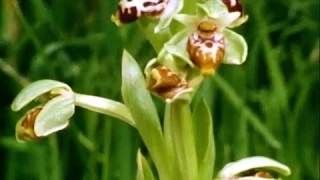 Wild Orchids of Israel: Seduction of the Long-Horned Bee Super8mm to Digital by CinePost
