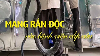 Diễn tiến vụ người đàn ông mang rắn độc vào bệnh viện cấp cứu