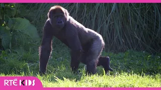 Gorillas - A lesson in animal care & routine | @RTÉ Kids