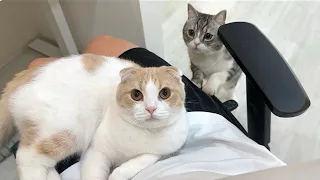 弟ばっかり膝に乗せて可愛がってたら嫉妬した兄猫がこうなっちゃいました…